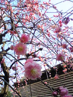 spring has come