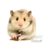 Hamster
