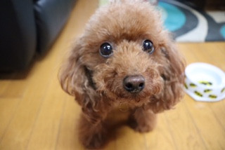 Dog3